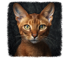 Chat d’Abyssinie Abessinierkatze