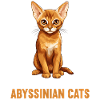 Abyssinian Cat Abessinierkatze