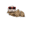 Loutre de mer