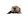 Otter Is My Spirit Animal