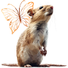 Rat