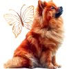 ChowChow