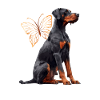 Doberman