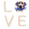 Love Labrador