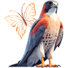 Falcons