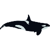 Killer whale