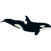 Bébé orque