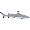Requin à pointe noire