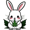 Cannabis Rabbit