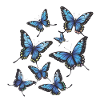 Blue Butterflies
