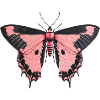 Rosa Schmetterling