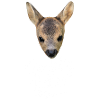 Rehkitz 20