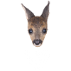 Rehkitz 1
