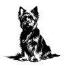 Yorkie #3
