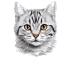 Cat Cats American Shorthair