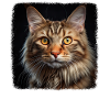 Chat Chats American Bobtail