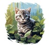 Cat Cats American Shorthair