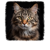 Chat Chats American Bobtail