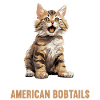 Chat Chats American Bobtail