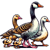 Goose family