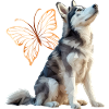 Husky