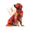 Irish Setter