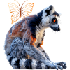 Lemurs
