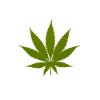 Une journée sans herbe