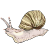Snail with house