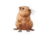 Capybara be capy