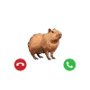 Capybara is calling