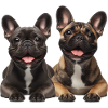 Two cheerful french bulldogs