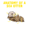 Sea otter