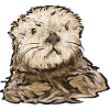 Sea otter
