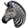 Zèbre