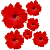 rote Blumen