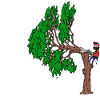 Baum Evolution Holzarbeit Holzfäller Baumfäller