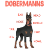 DOBERMANN KOMPONENTEN Anatomie Doberman