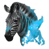 zebra