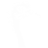 autruche