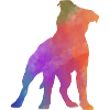 PITBULL AMSTAF coloured