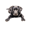 Labrador