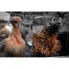 Crazy Chicken