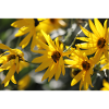 Bees Flowers