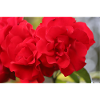 Rosenblüte