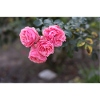 Rosa Rosen