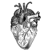 anatomical heart