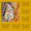 Schmetterling
