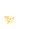Vanlife & Camper Lifestyle Design