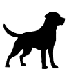 Labrador Lab Papa